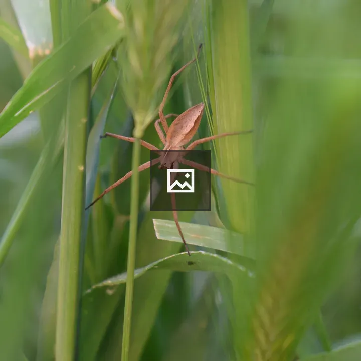 Brown spider in green grass