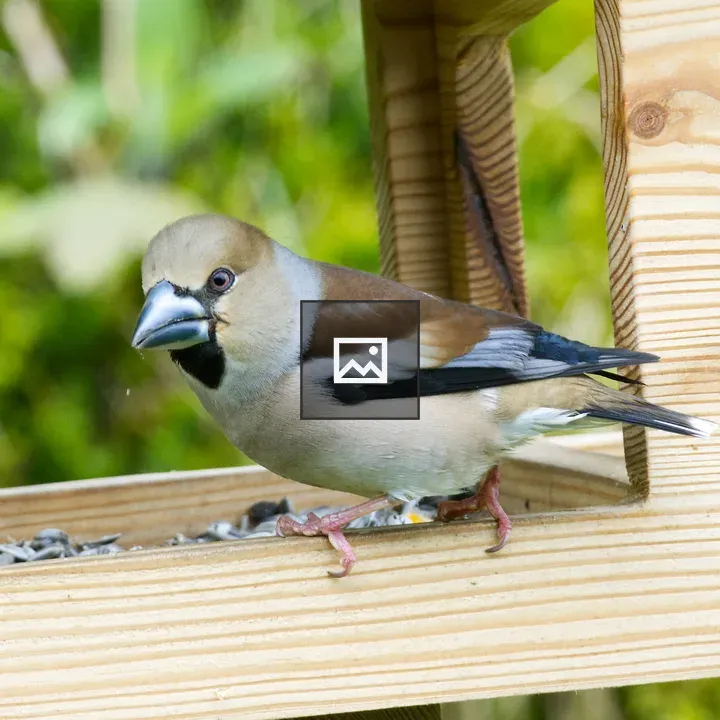 Young Hawfinch at Feeding Station