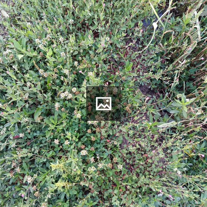 Close‑up of green groundcover with wildflowers