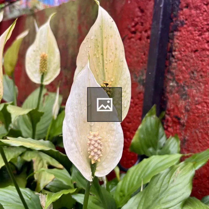 Peace lilies close-up