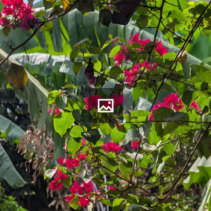 Bougainvillea with Green Foliage