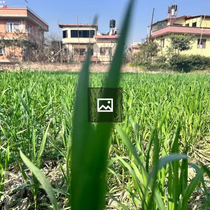 Green field view