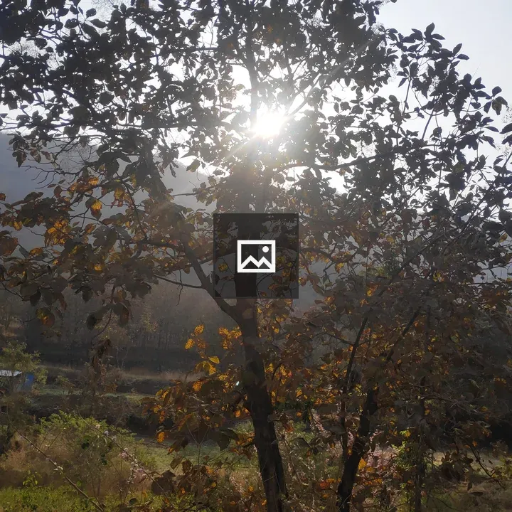 Sunlight on tree