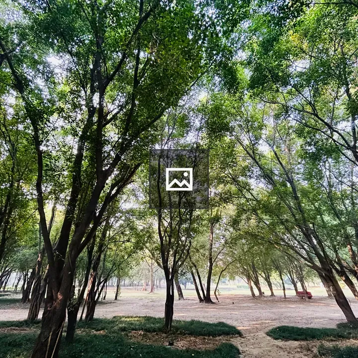 Park with green trees