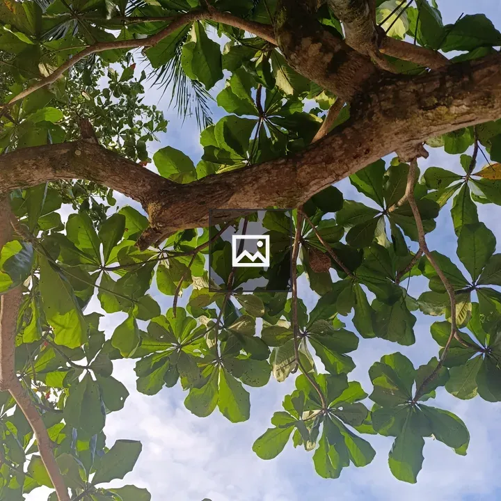 Tropical tree canopy seen upward
