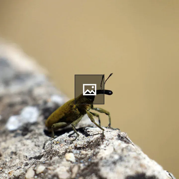 Bug Capricorne