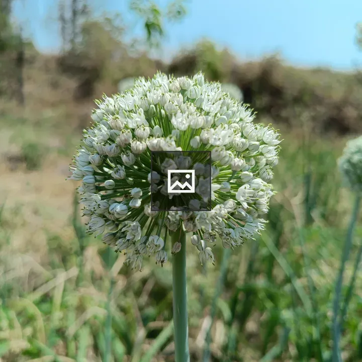 Close-up of white onion flower cluster