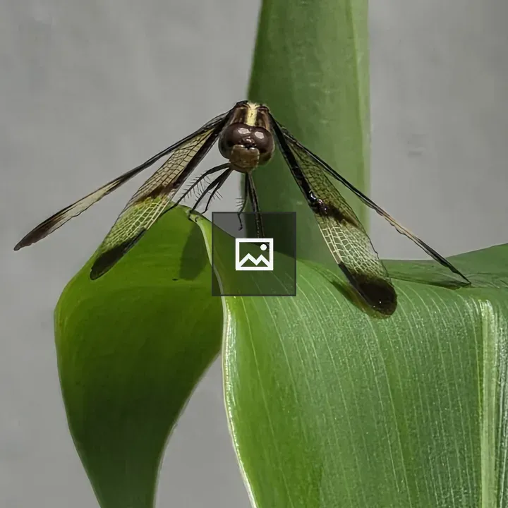 Dragonfly on Green Leaf