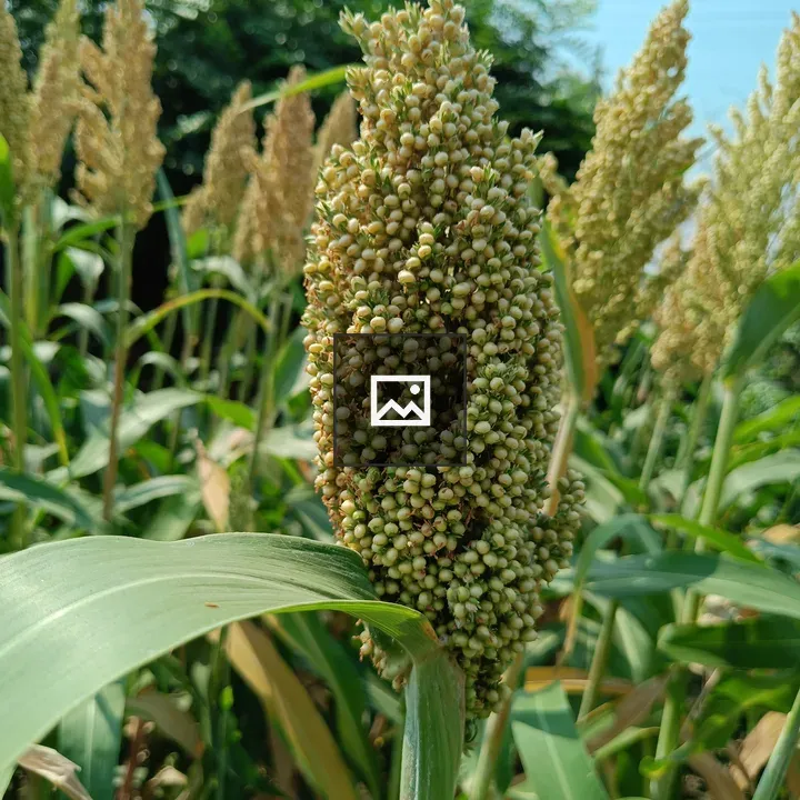 Sorghum plant close-up