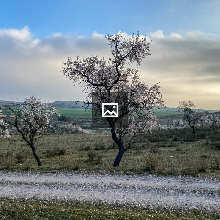 Almond Trees in Blossom along Dirt Path