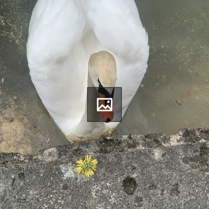 Swan Scrounging on Water