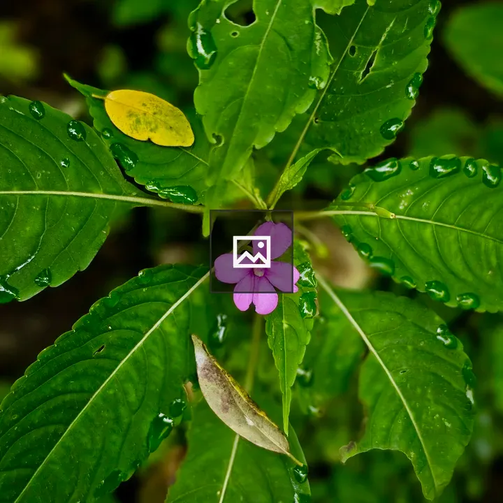 Pink wildflower among wet leaves
