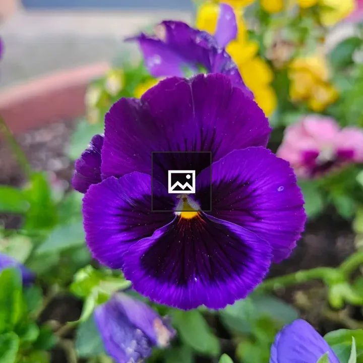 Purple pansy close-up