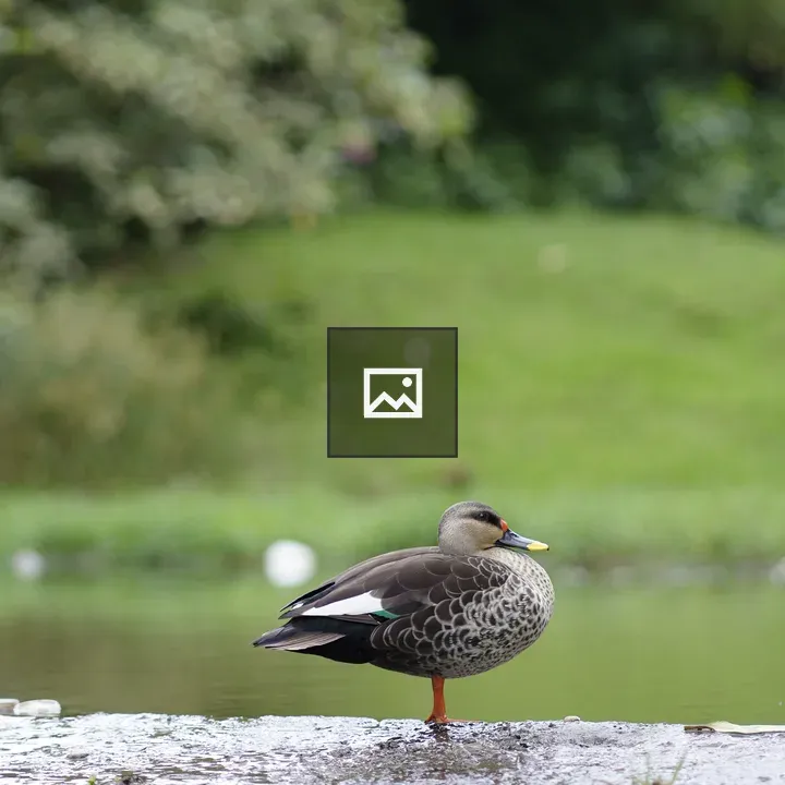 Duck on rocky lakeshore