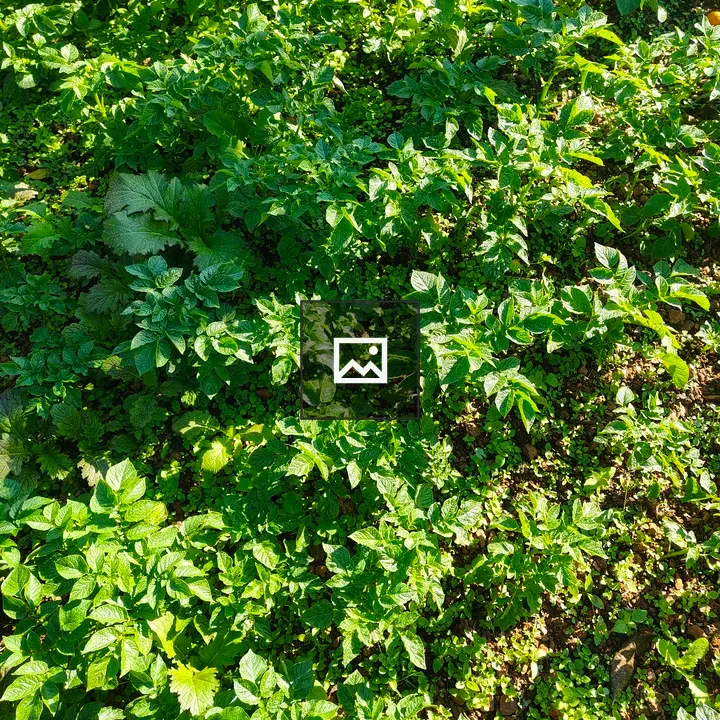 Patch of potato foliage and green groundcover