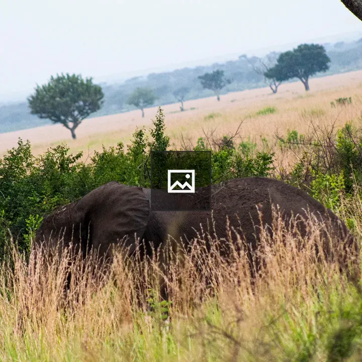 Elephant Feeding in Savannah