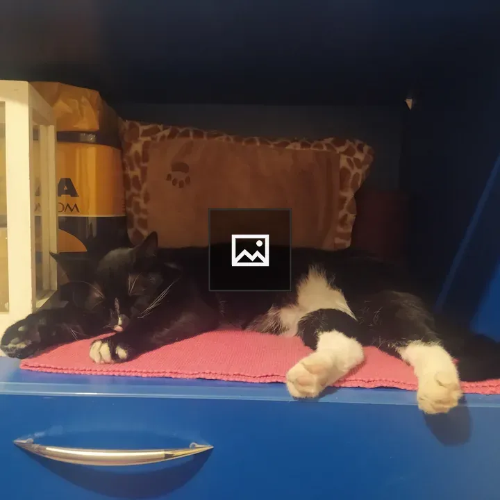 Tuxedo cat sleeping on blue furniture