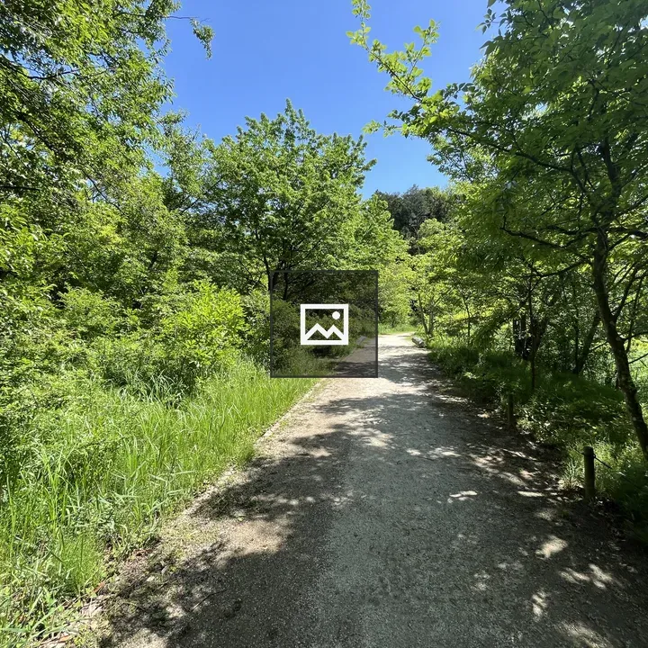 Sunlit dirt path through green forest