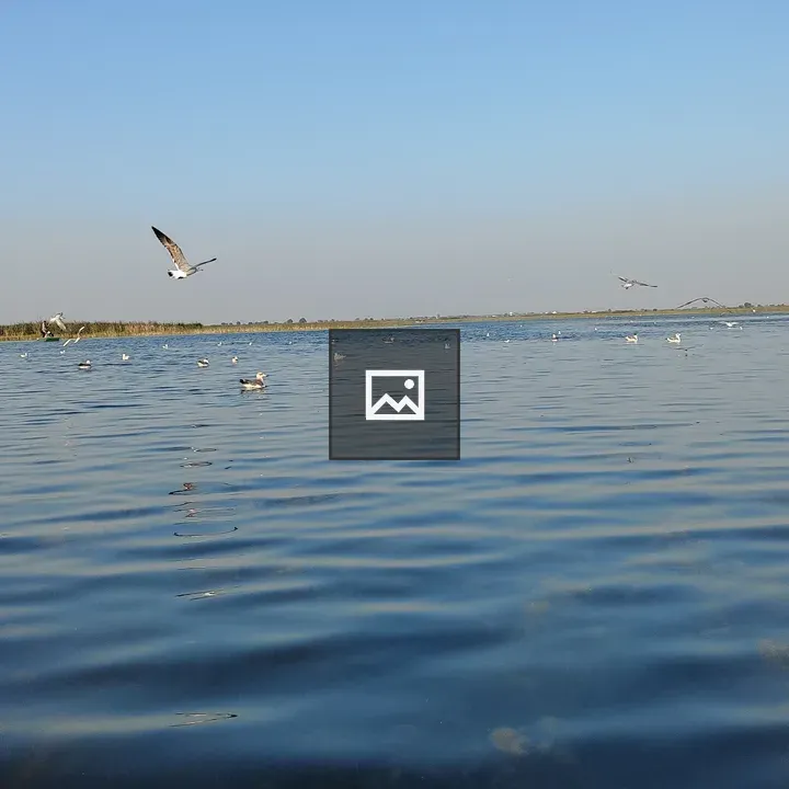 Gull over a blue lake