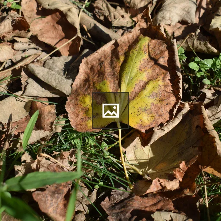 Close-up of Fallen Leaves