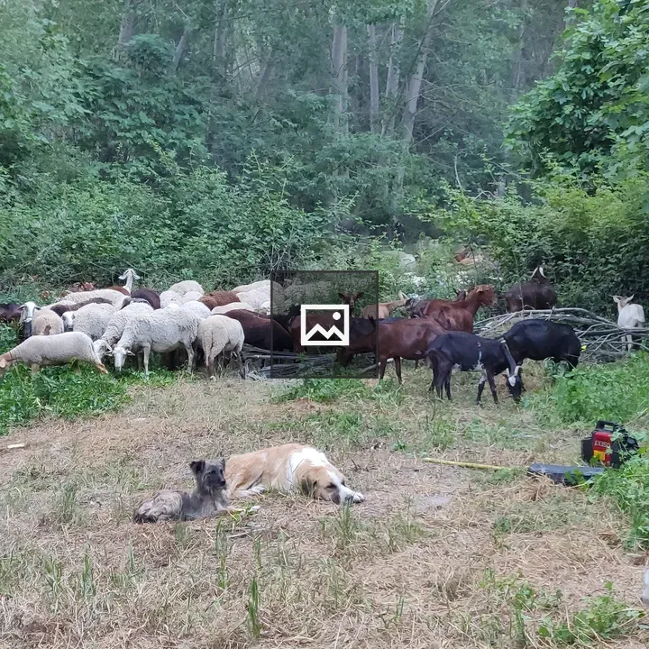 Sheep, Goats and Dogs