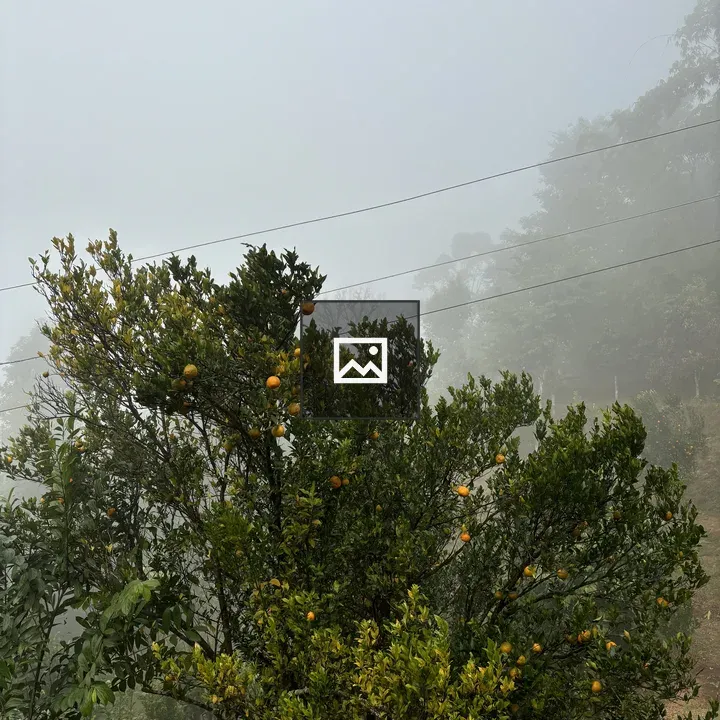 Citrus Tree in Fog