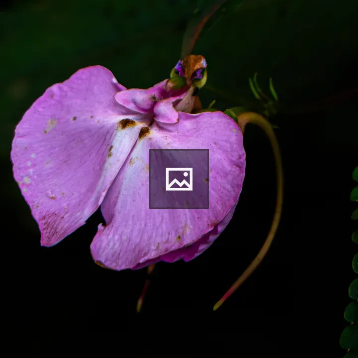 Rarest Uganda Flower
