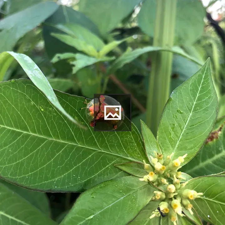 Aspidimorpha Sanctaecrucis Insect