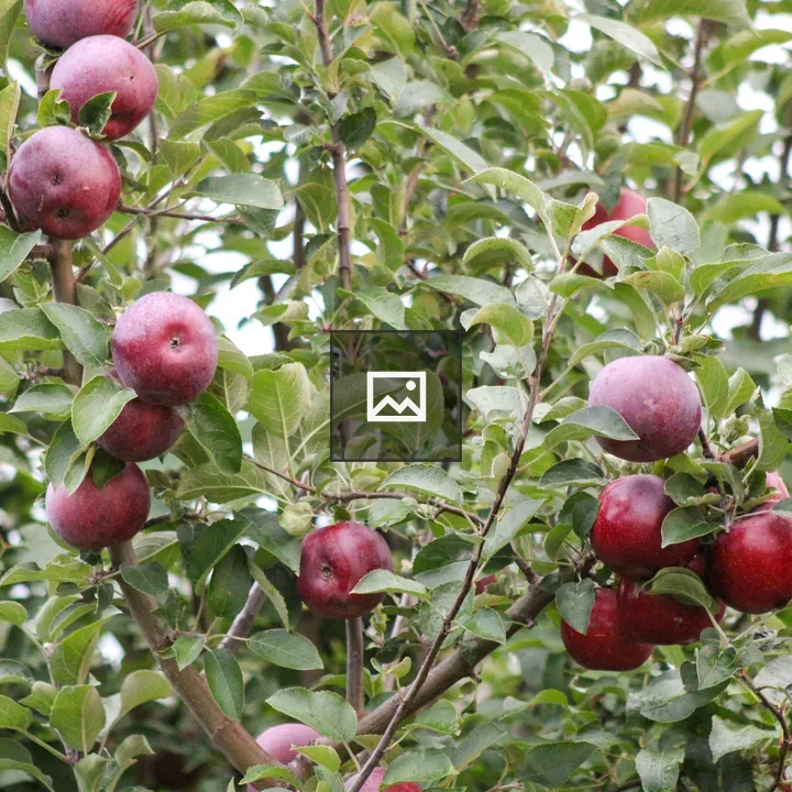 Apples on tree in Huron NY