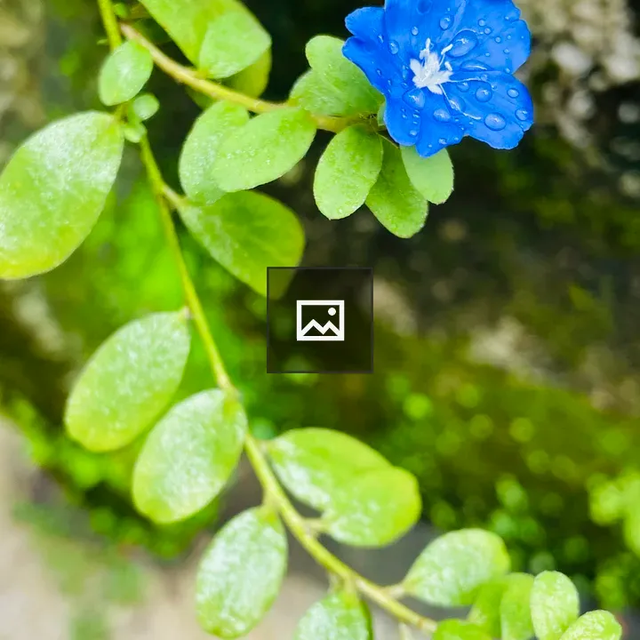 Dwarf Morning Glory flower