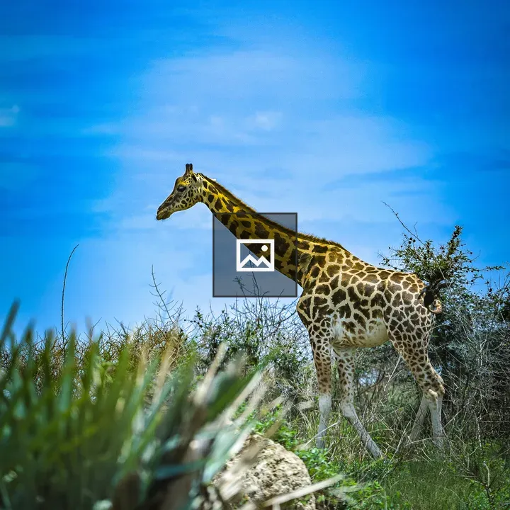 Giraffe in Blue Sky Scene
