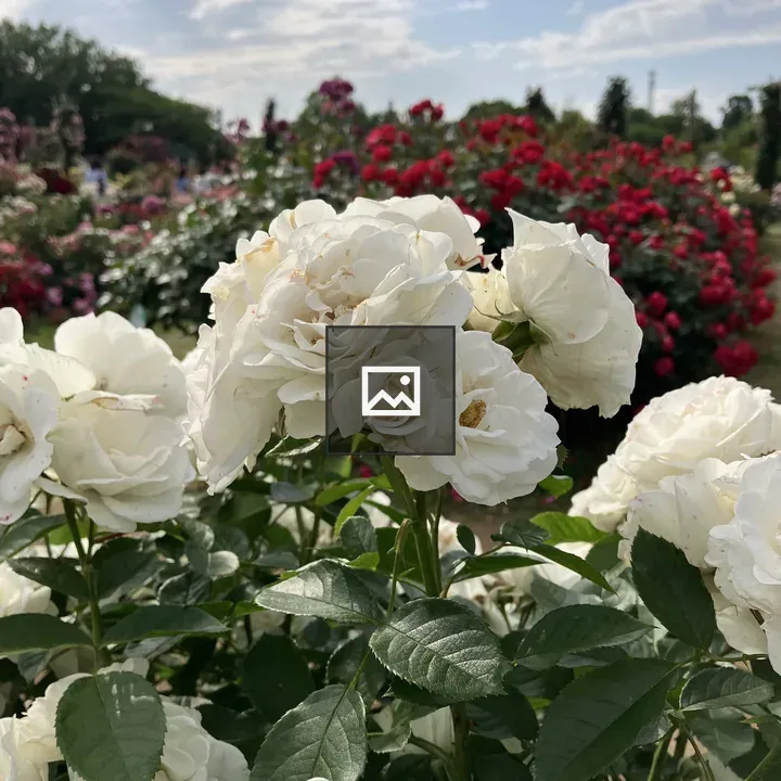 White roses cluster in green leaves