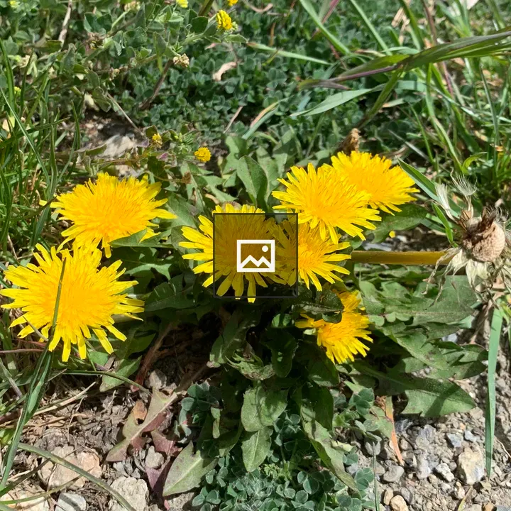 Dandelion in the Meadow