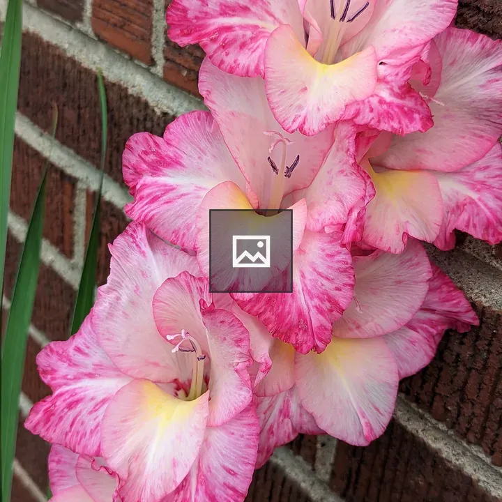 Gladiolus flowers in front of brick wall