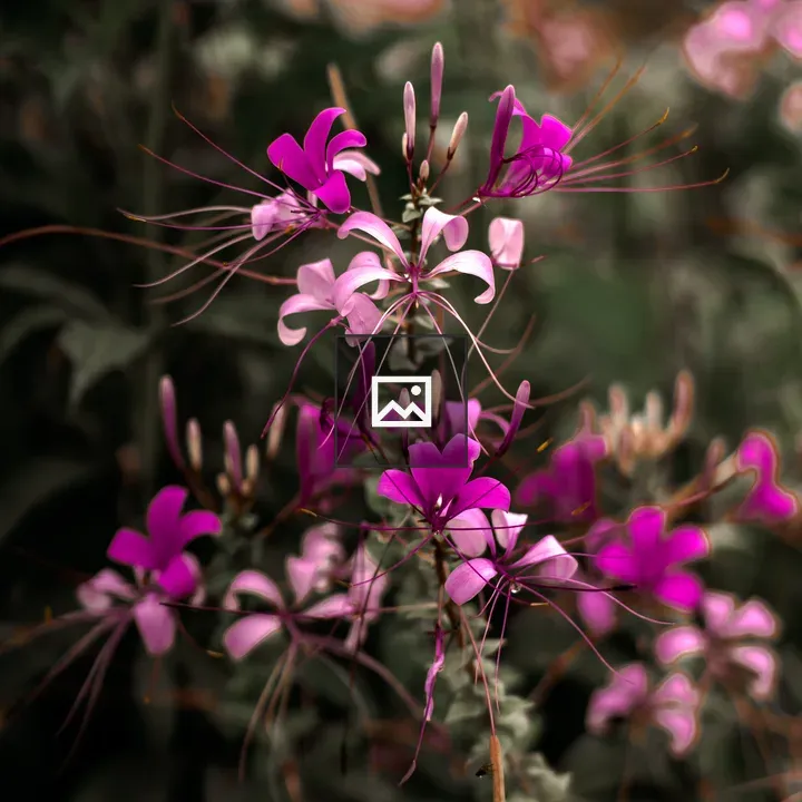 Beautiful flower on the way to east Nepal