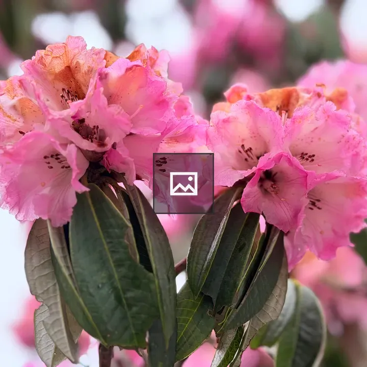 Close-up Pink Rhododendron Flowers
