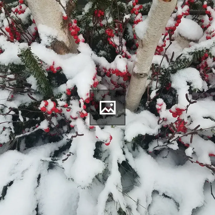 Snow on red berries and branches