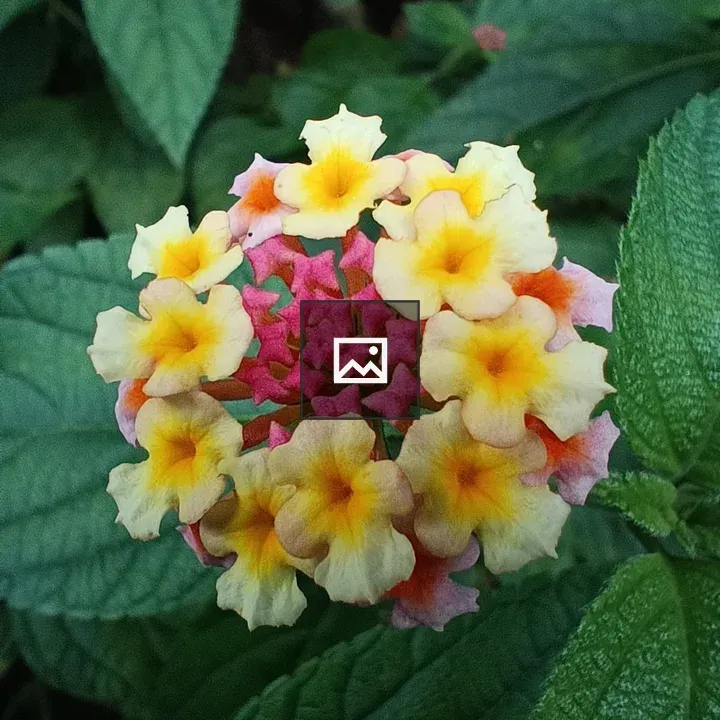 Close-up Flowers in Portrait Orientation