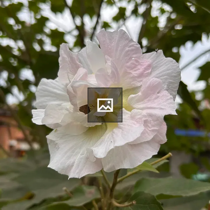Close-up Flower with Pink Petals