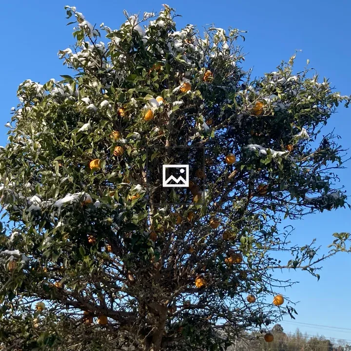 Snow on a Yuzu Tree