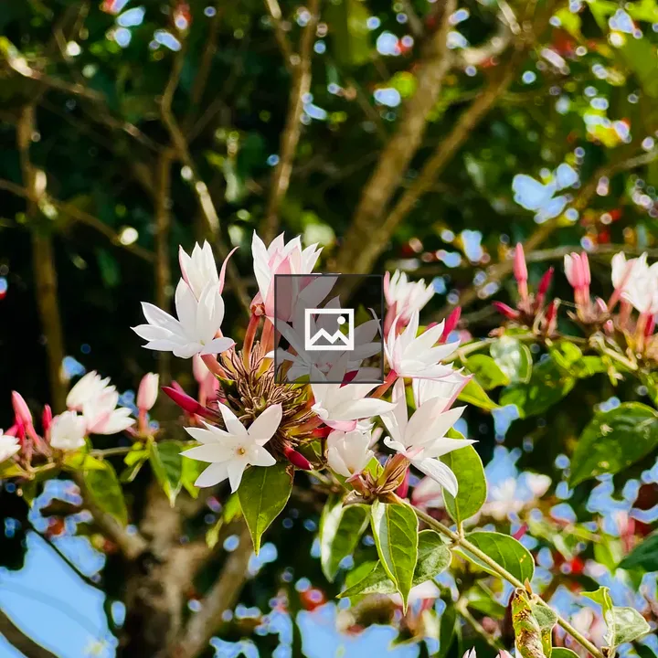 Close-up of white and pink flowers