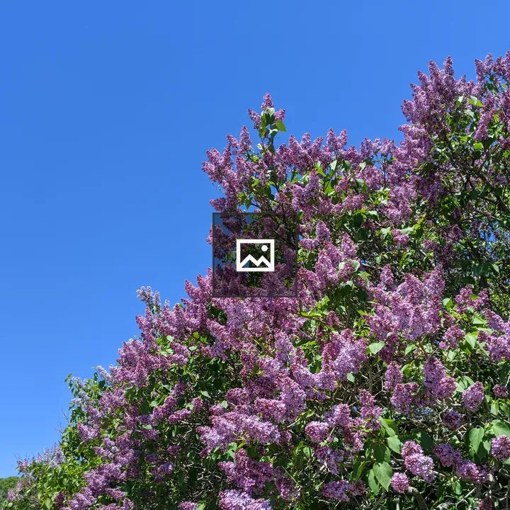 Lilac tree
