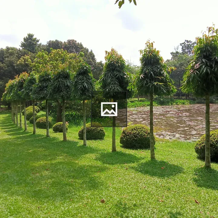 Serene garden row of trees
