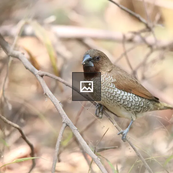 Scaly-breasted Munia on Branch