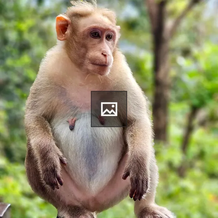 Bonnet macaque portrait
