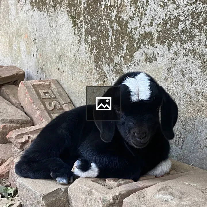Goat Resting on Bricks