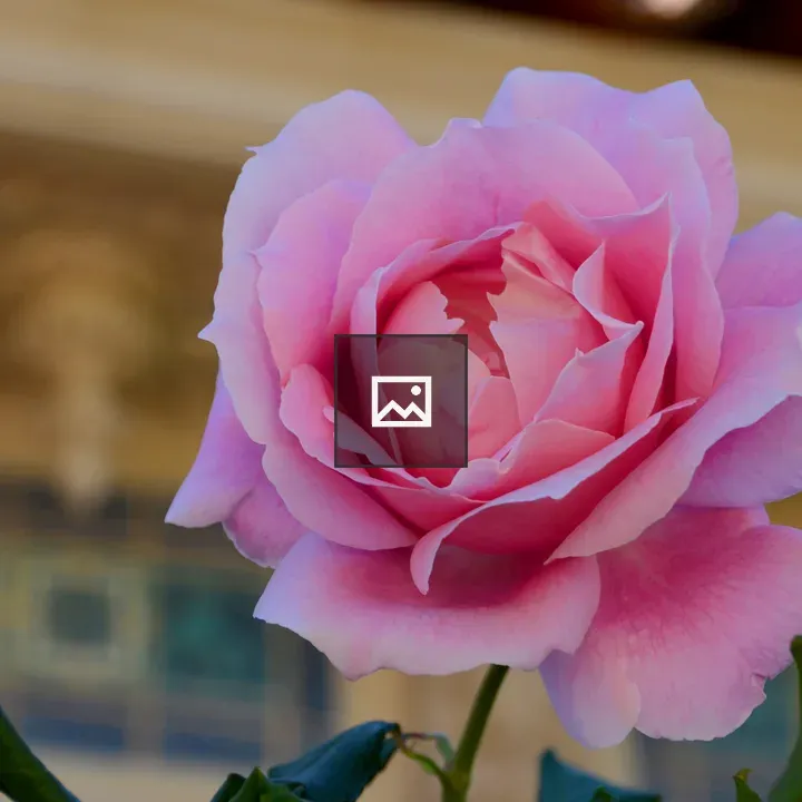 Blooming Pink Rose Flower