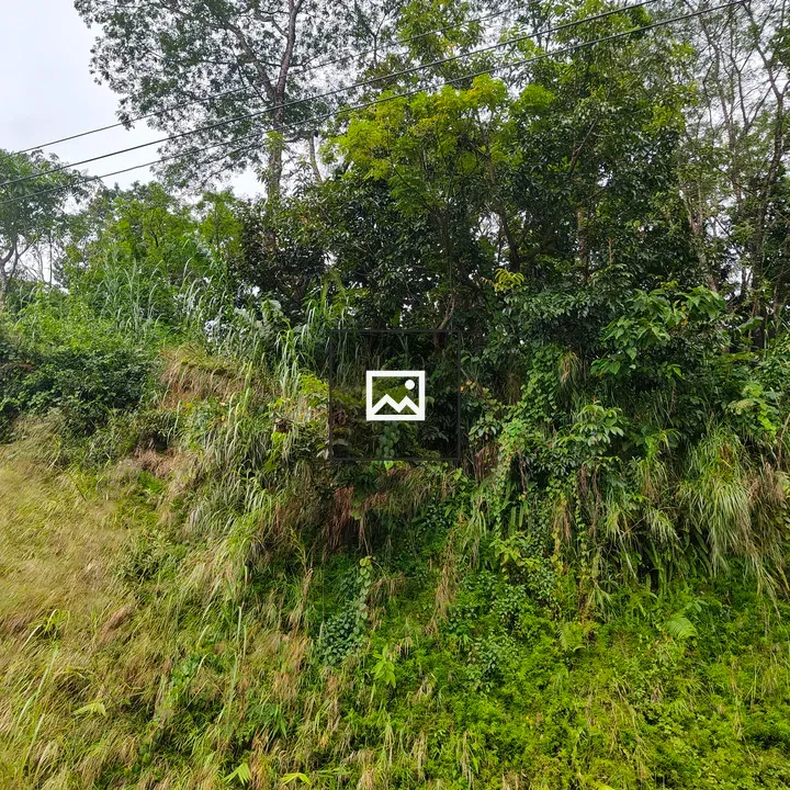 Green hillside with trees and grasses