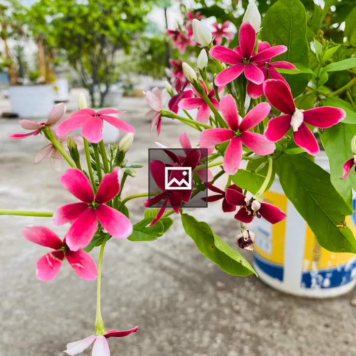 Dark pink flowers on a potted plant