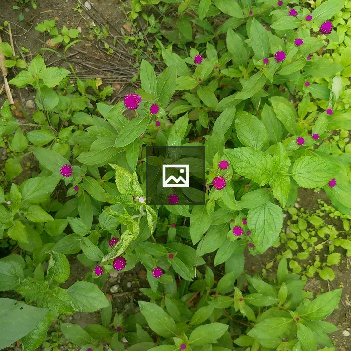 Close-up of green plants with purple flowers